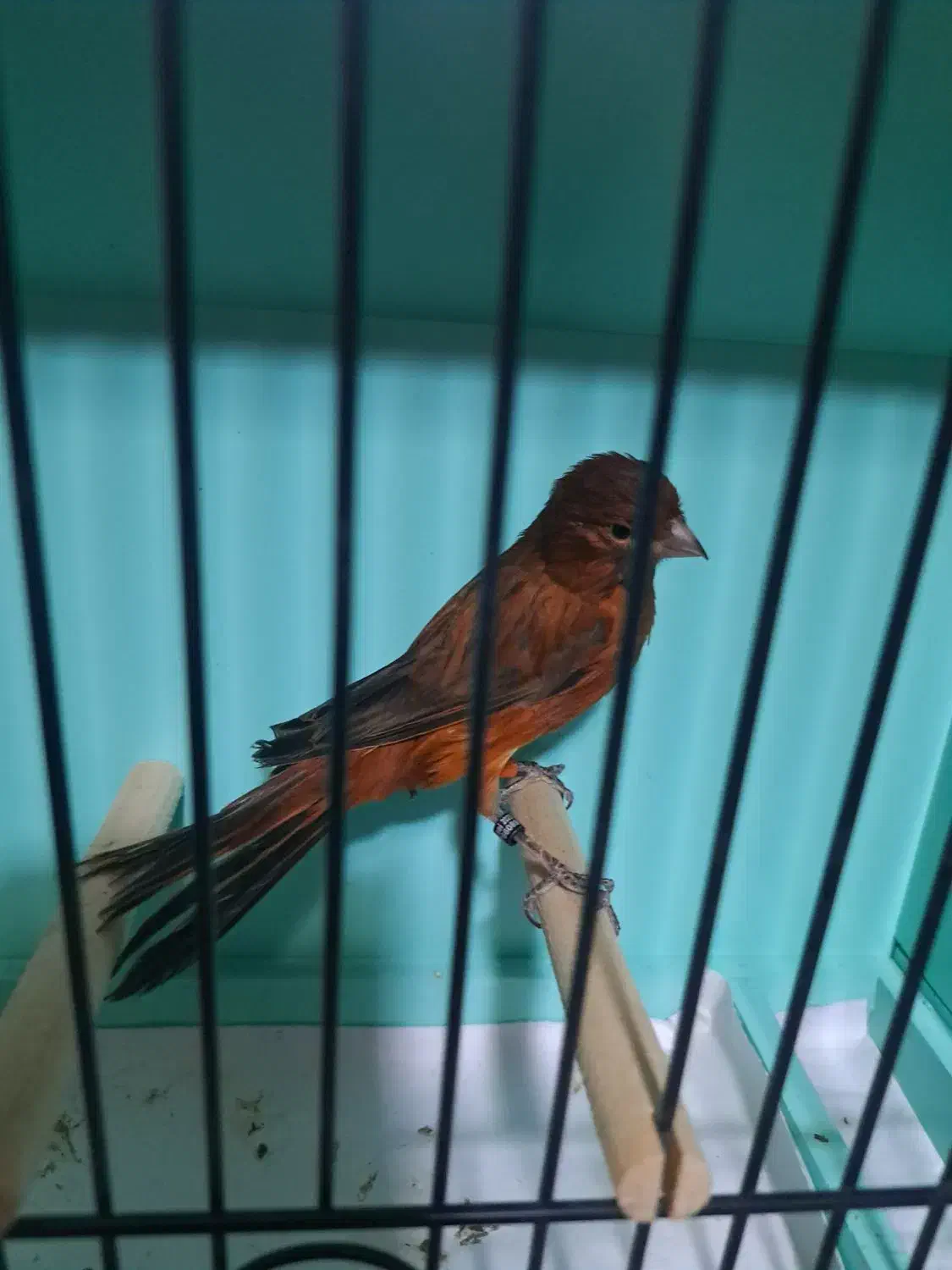 قناری|پرنده|کرج, کوی امامیه|دیوار