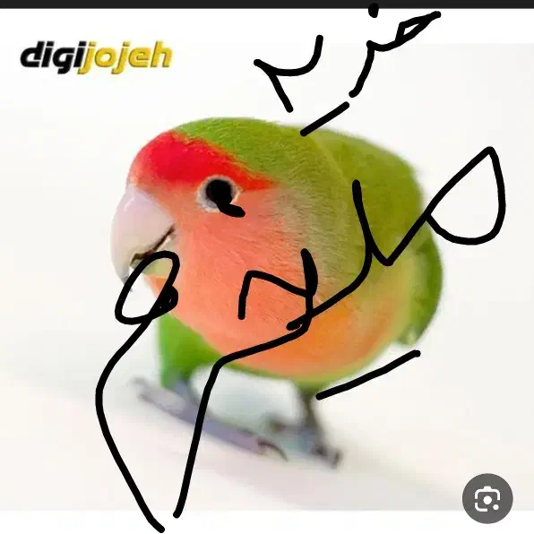 جوجه طوطی برزیلی|پرنده|ورامین, خیر آباد|دیوار