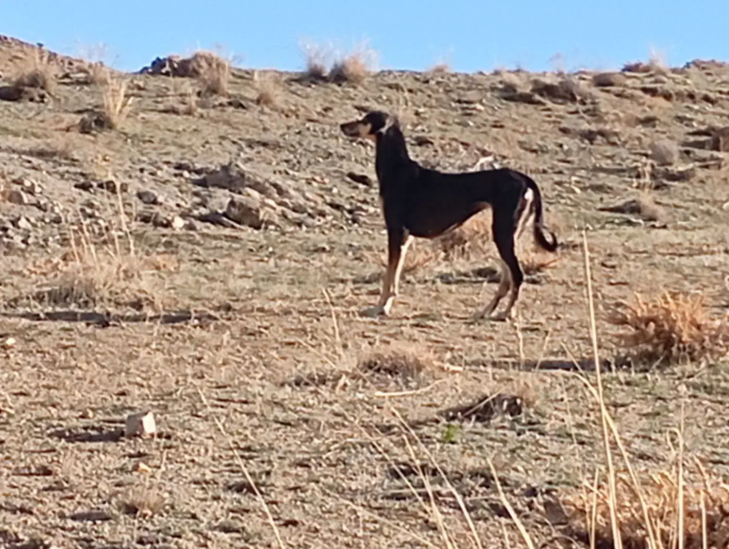 توافقی|سگ|تکاب, |دیوار