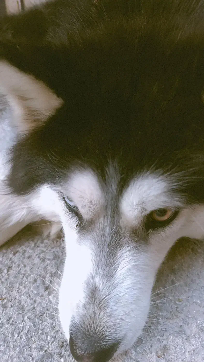 هاسکی|سگ|برخوار, |دیوار