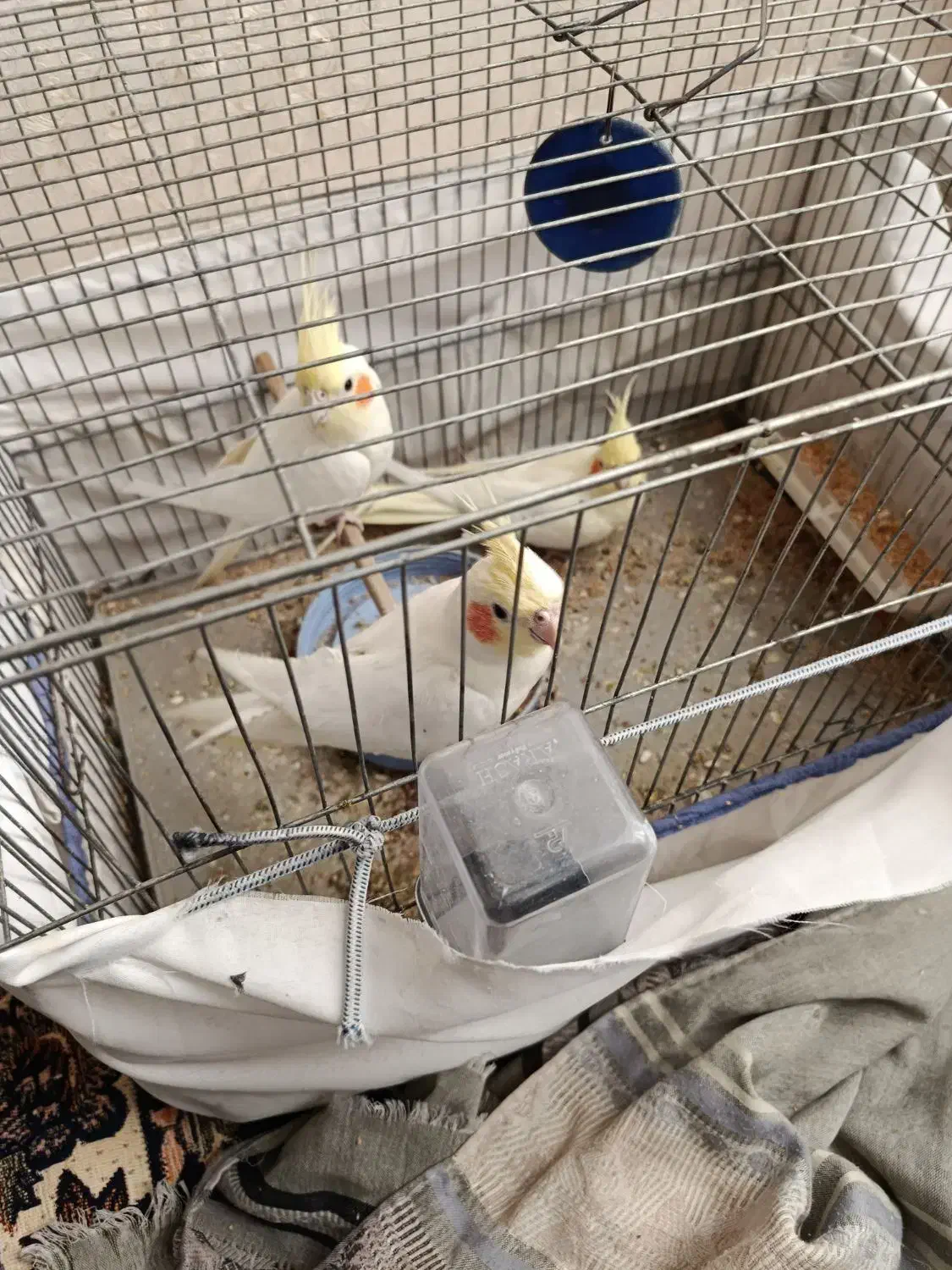 طوطی عروس لوتینو|پرنده|نظرآباد, رسالت|دیوار