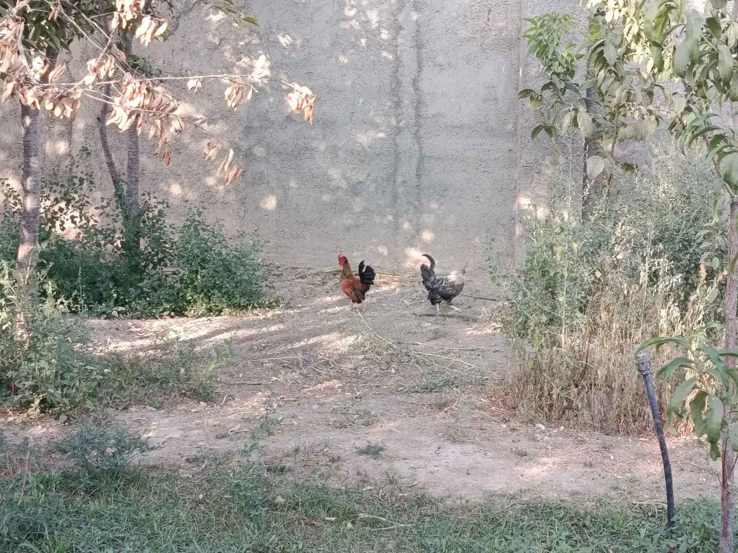 خروس زینتی|حیوانات مزرعه|قرچک, میرزائی شمالی|دیوار