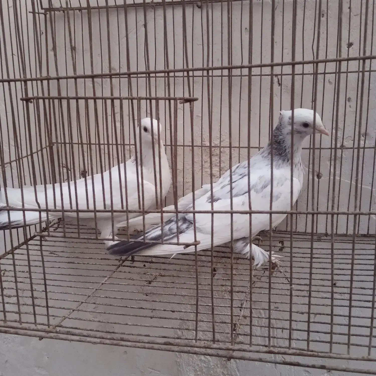 کبوتر|پرنده|میناب, |دیوار