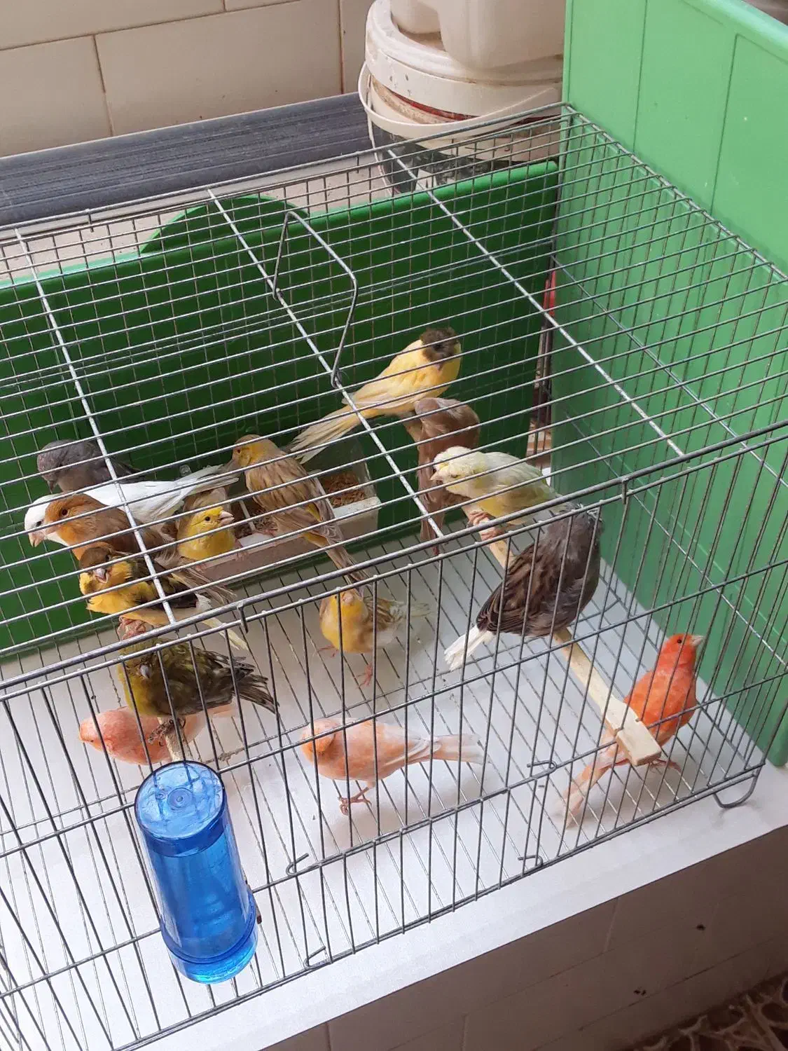 معاوضه قناری بامرغ تخمگذار جوان|پرنده|حمیدیا, |دیوار