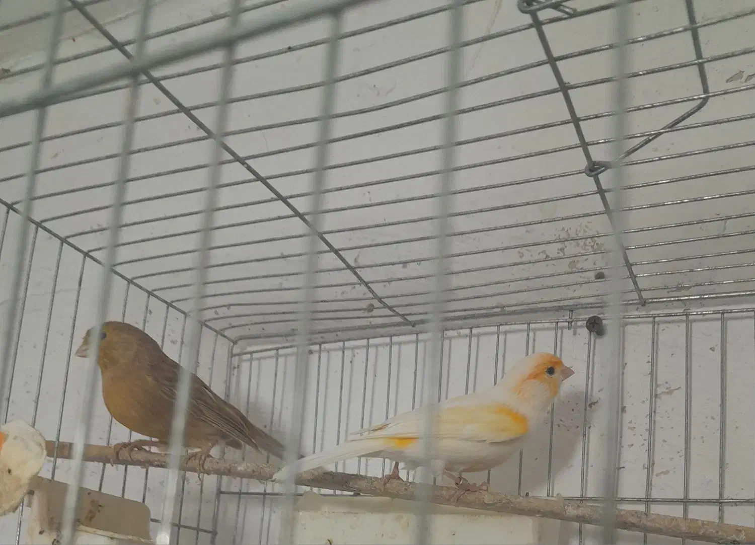 فروش دو جفت قناری آماده مست مست|پرنده|پارسآباد, |دیوار