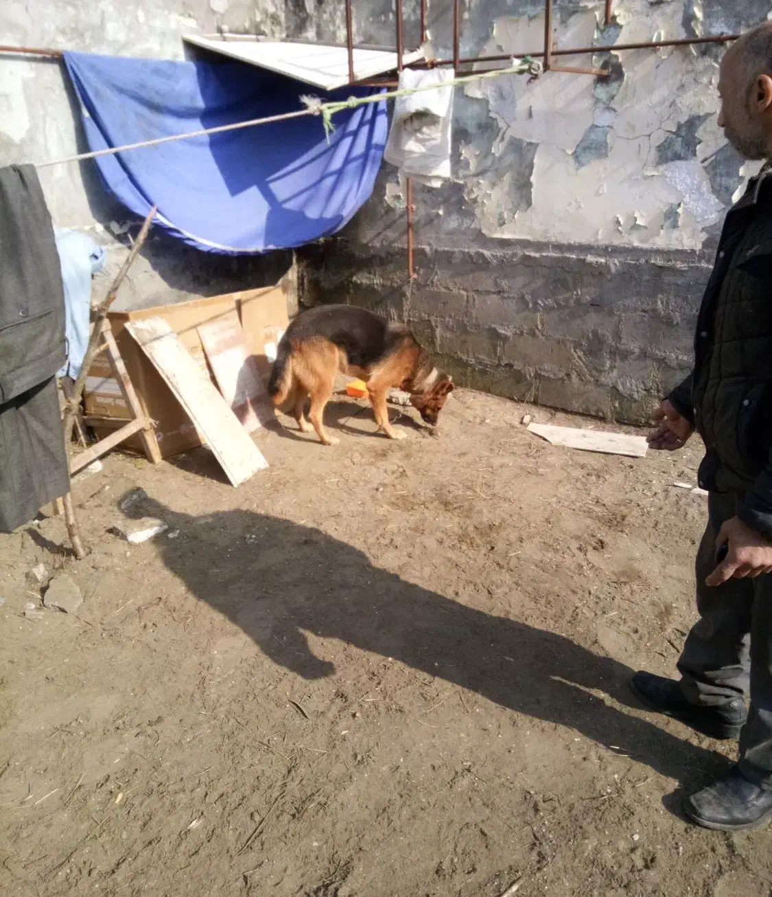 سگ گرگی|سگ|بندر انزلی, نوغان|دیوار