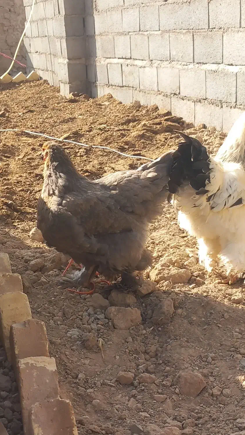 مرغ و خروس برهما هیکلی|حیوانات مزرعه|صائین قلعه, |دیوار