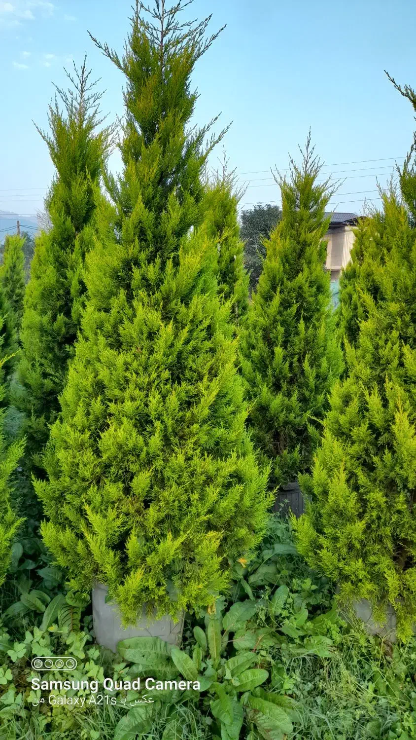 لاوسون زباله صادراتی تعداد|گل و گیاه طبیعی|چابکسر, |دیوار