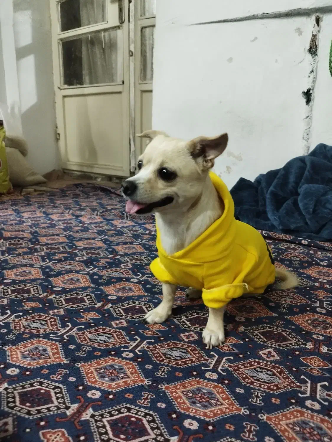 سگ شیواوا|سگ|بروجرد, |دیوار