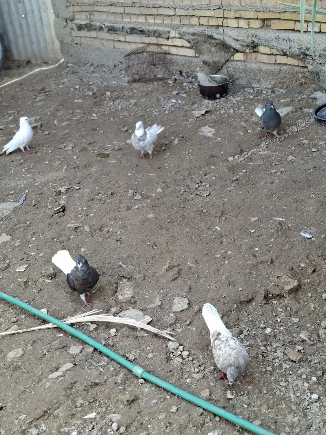 پرنده|پرنده|خرمشهر, |دیوار