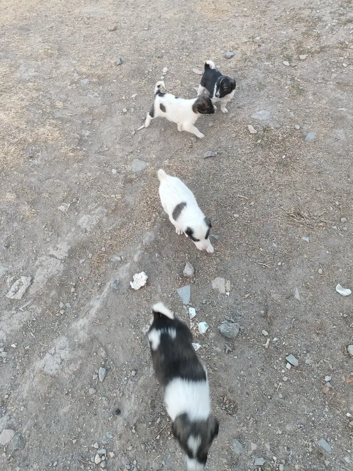 توله|سگ|کبودرآهنگ, |دیوار