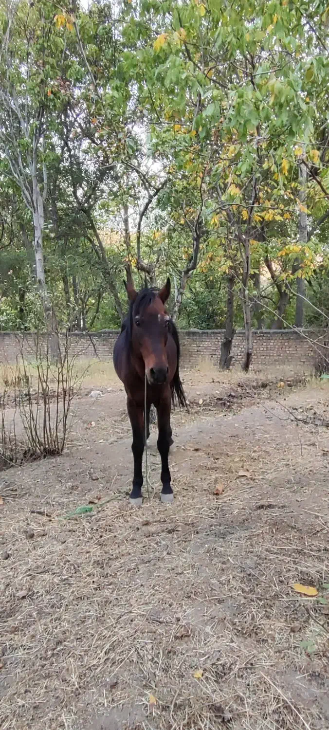 اسب|اسب و تجهیزات اسبسواری|دماوند, دماوند|دیوار