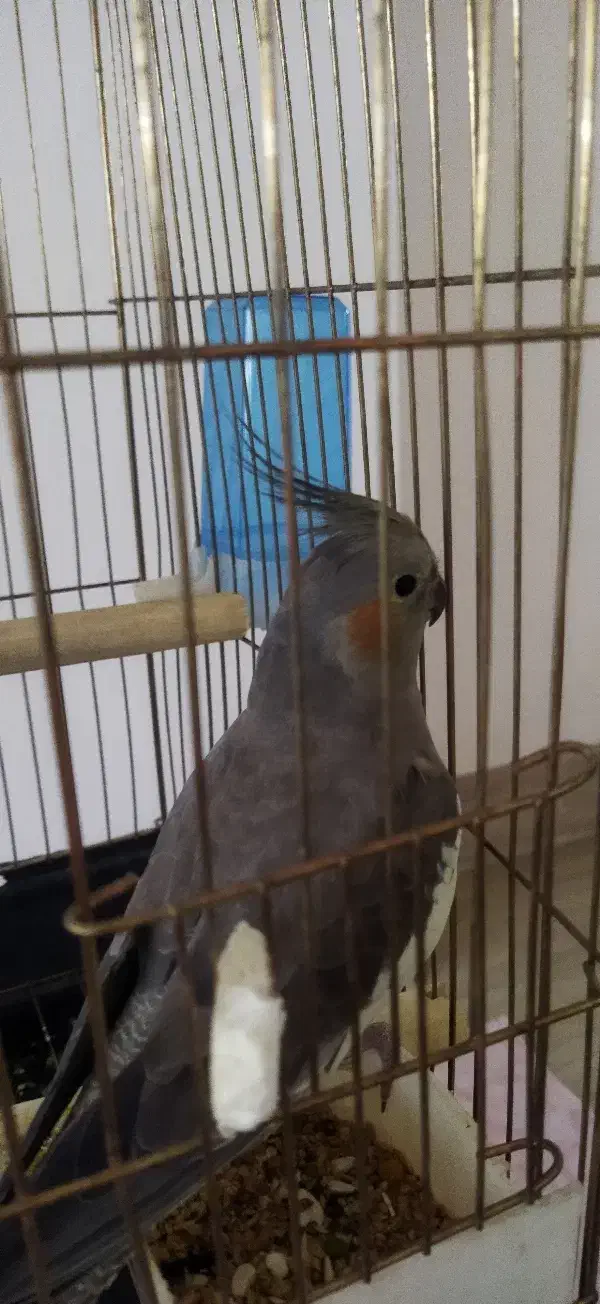 عروس هلندی|پرنده|شاهین دژ, |دیوار