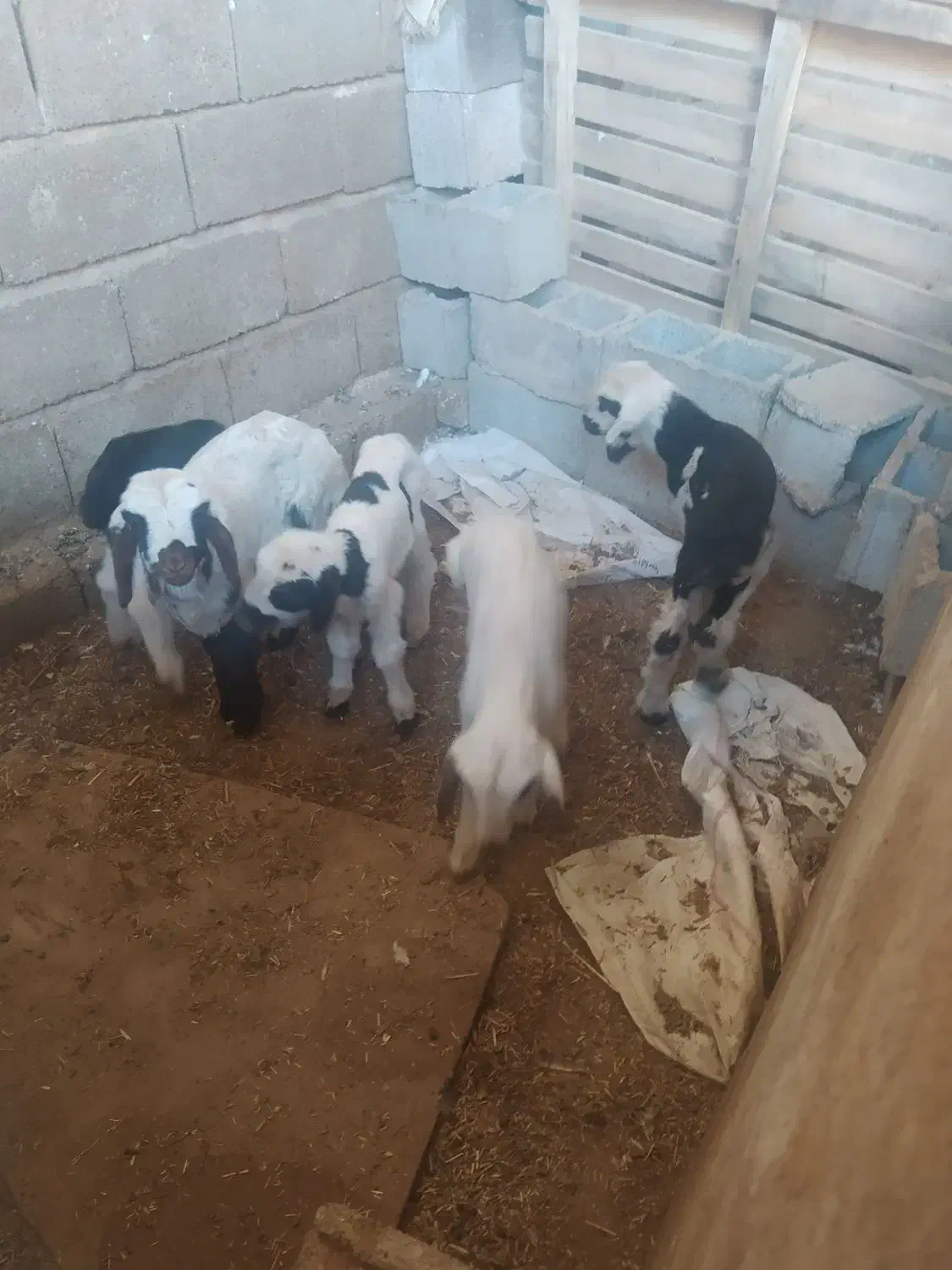 بره شیری|حیوانات مزرعه|شیراز, بید زرد|دیوار