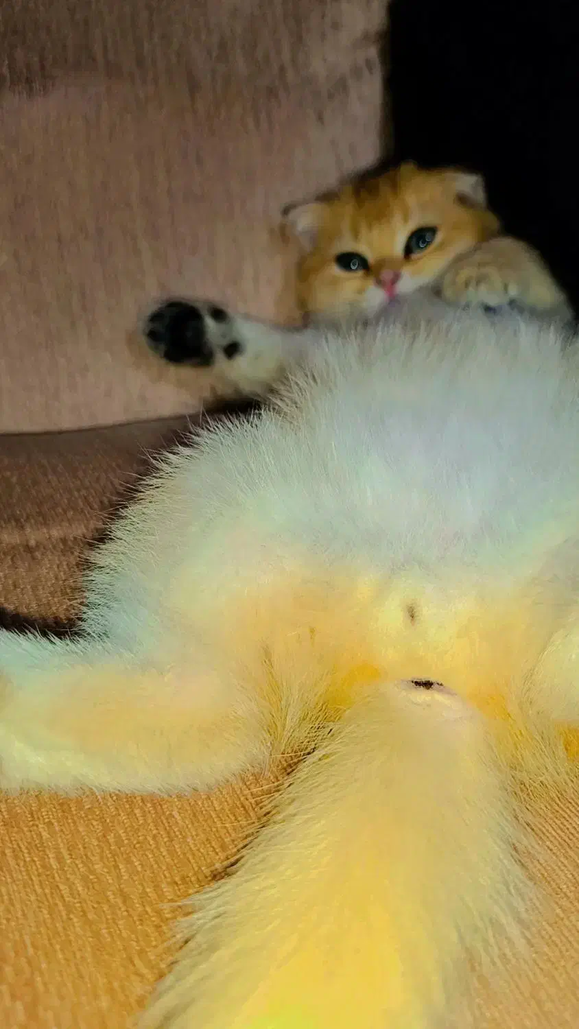 اسکاتیش گلد(فروش)|گربه|ارومیه, |دیوار