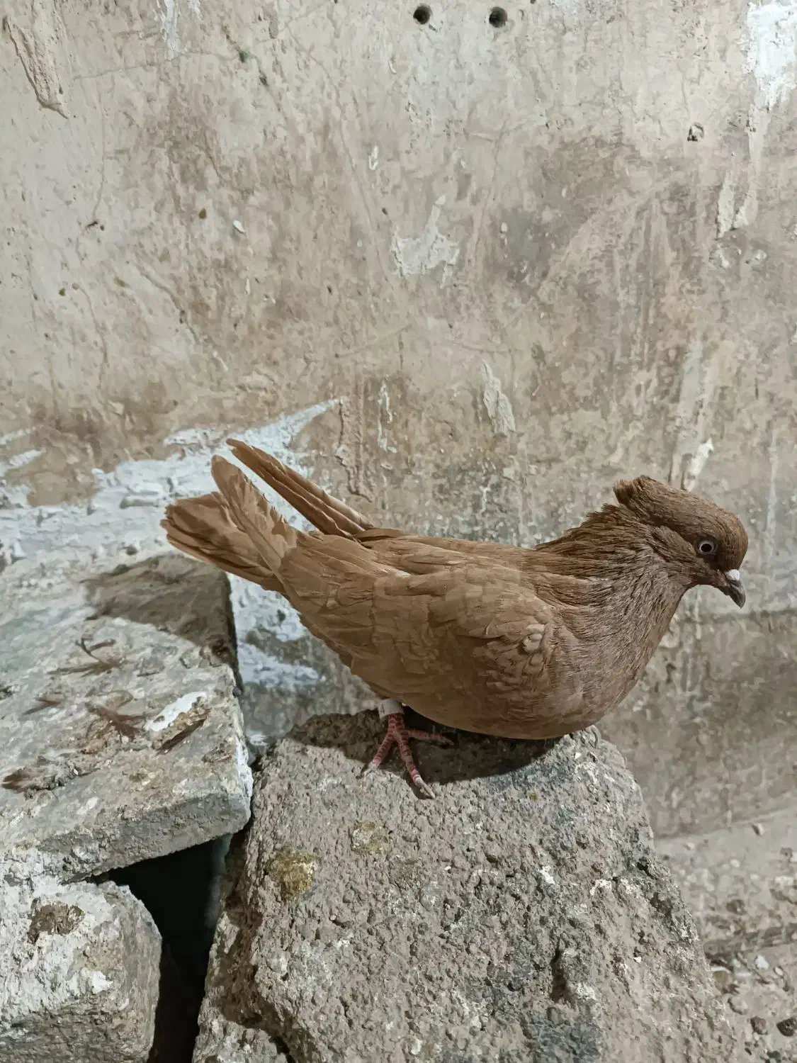 کبوتریرنگ|پرنده|بروجرد, |دیوار