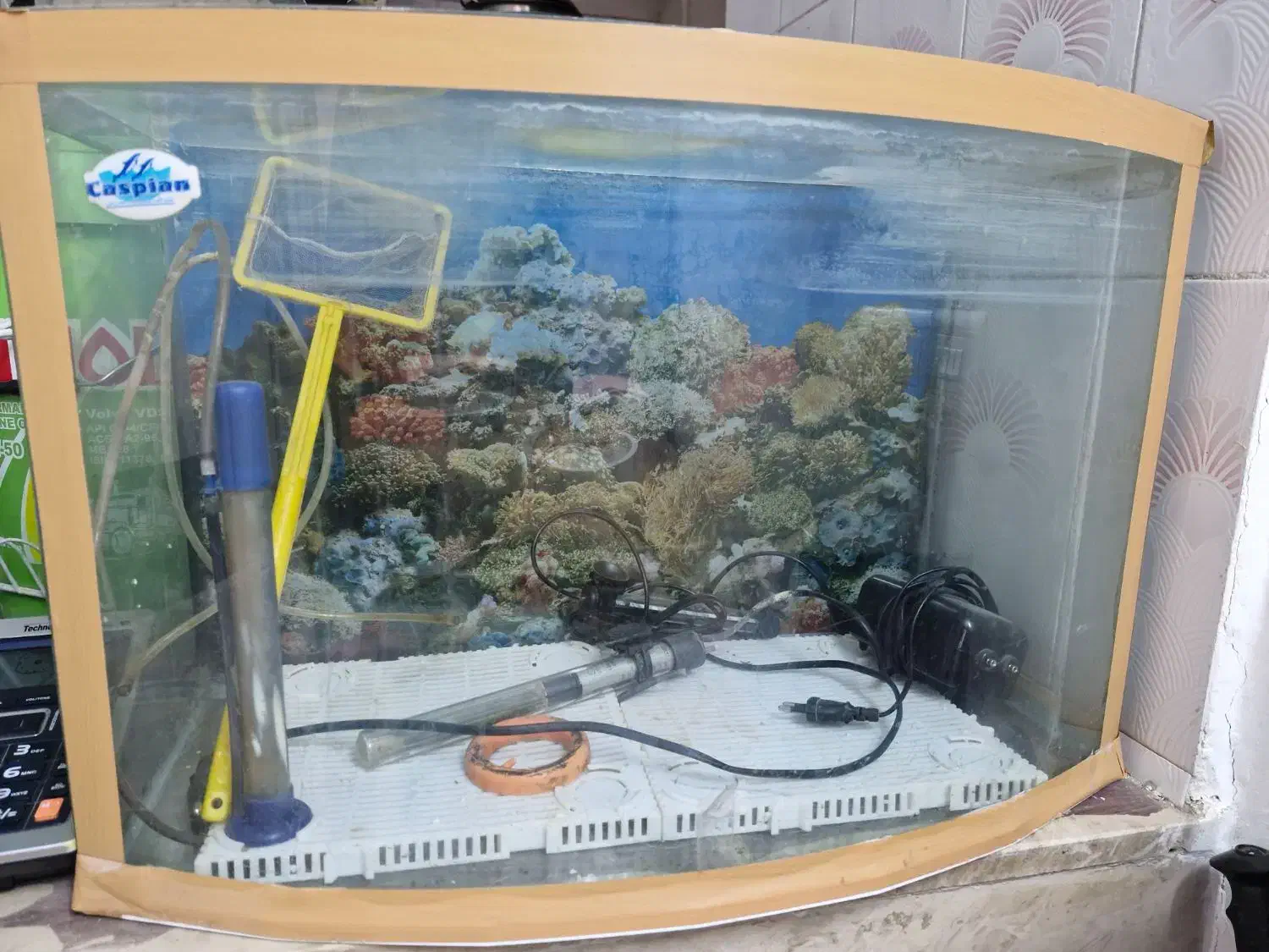 آکواریوم ماهی|ماهی|پاکدشت, پاکدشت (مامازند)|دیوار