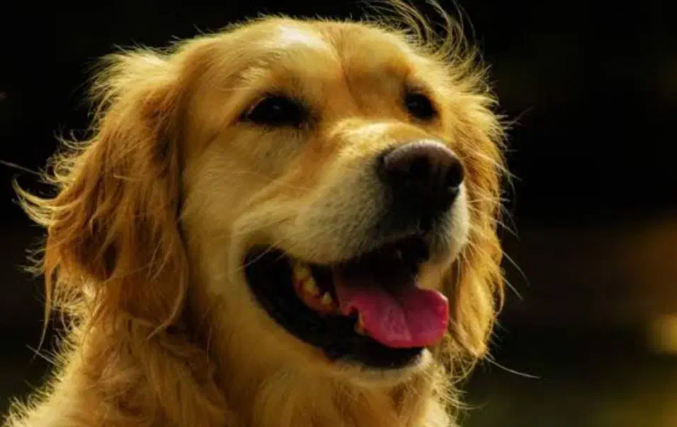 گلدن رتریور|سگ|فولادشهر, B7|دیوار