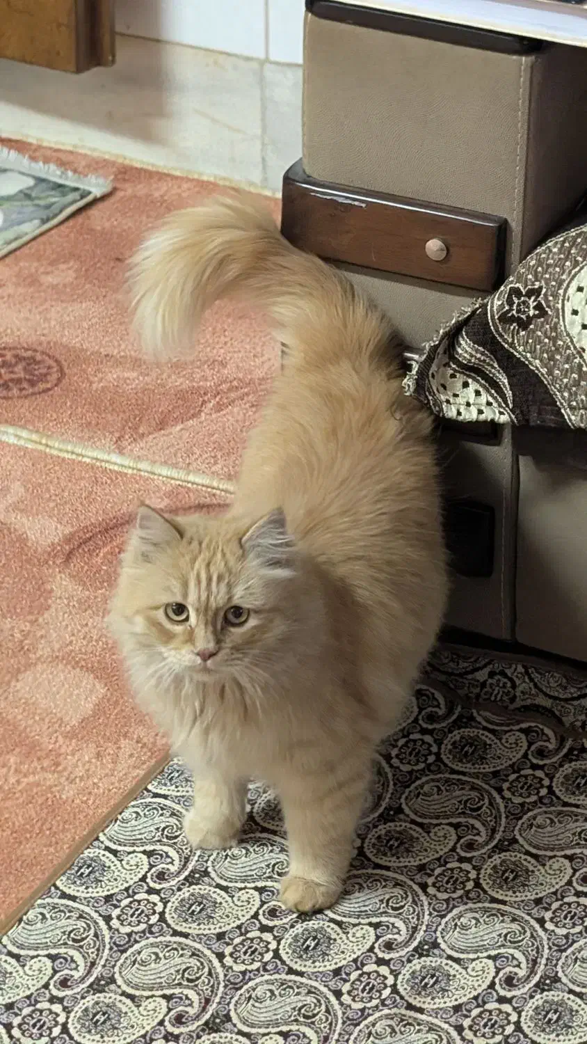 واگذاری گربه|گربه|اردکان, |دیوار