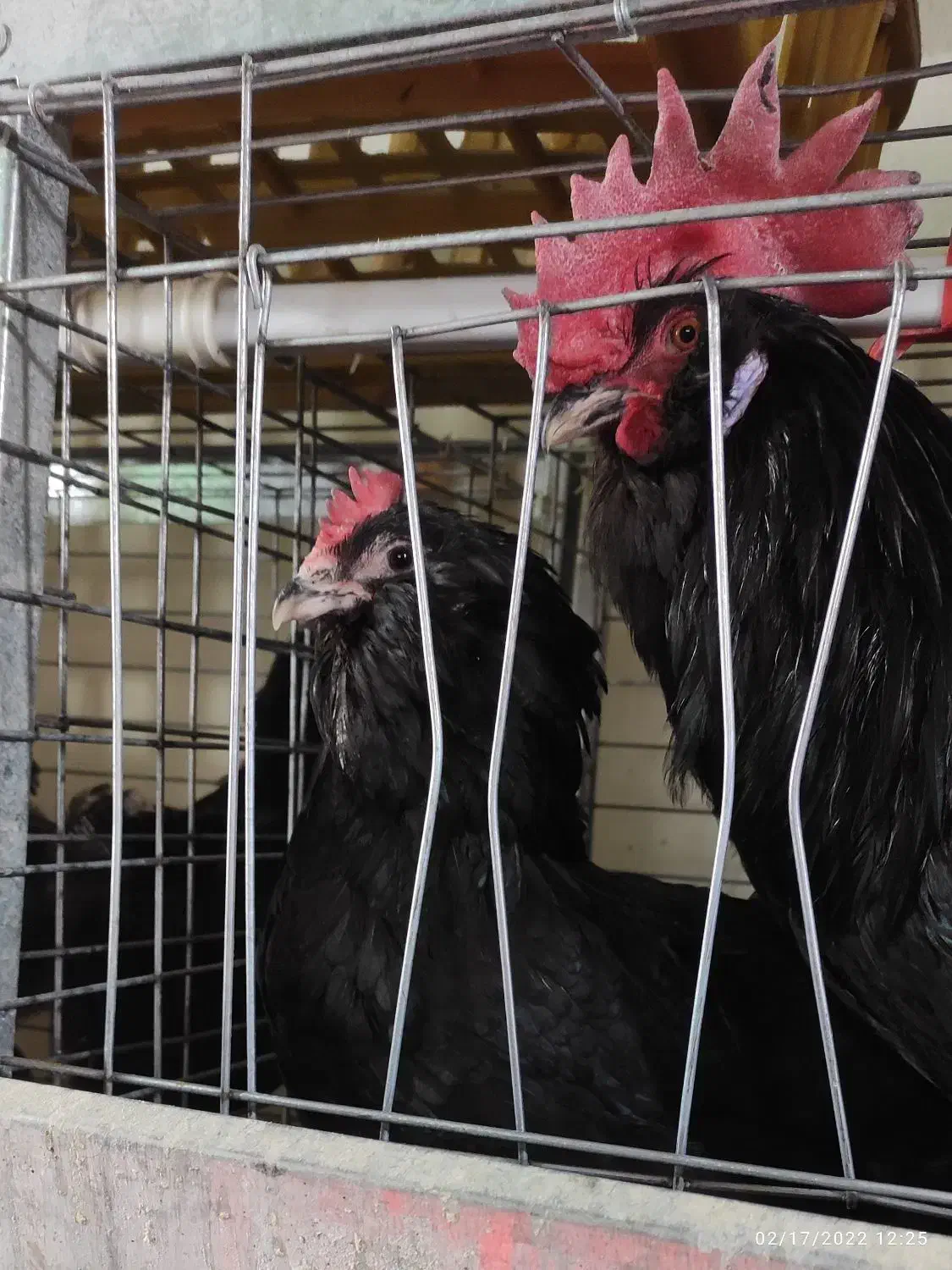 تخم نطفه دار مرندی اصل|حیوانات مزرعه|همدان, |دیوار