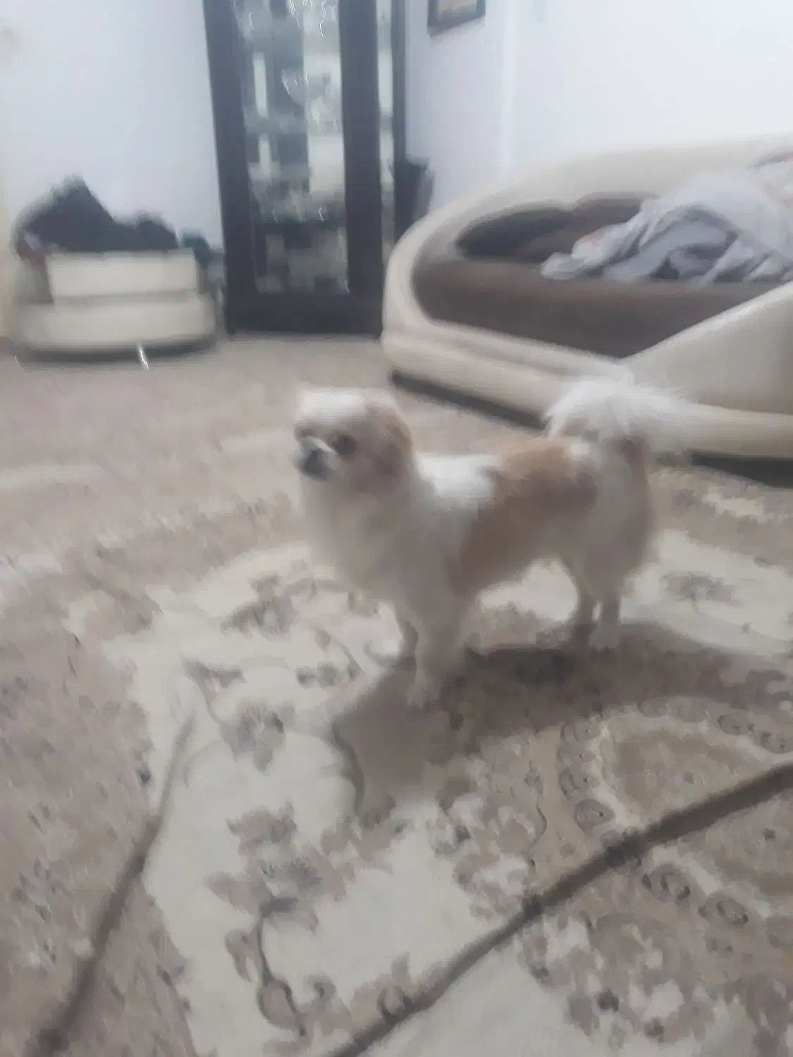 سگپاکوتاه|سگ|کرج, خرمدشت|دیوار