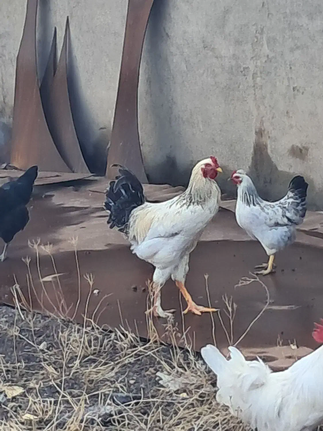 خروس برهما جوان|حیوانات مزرعه|صوفیان, |دیوار