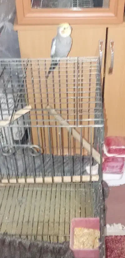 عروس هلندی نر|پرنده|مشکین‌دشت, |دیوار