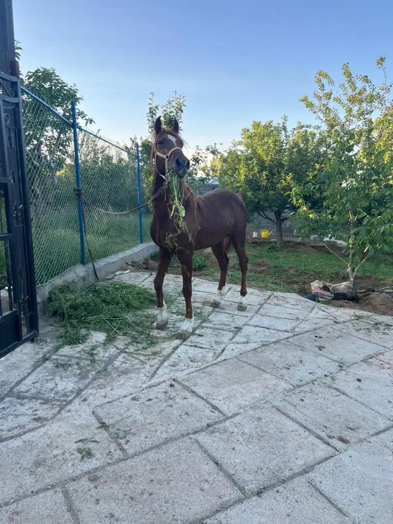 اسب نریان کرد|اسب و تجهیزات اسب‌سواری|مرند, |دیوار