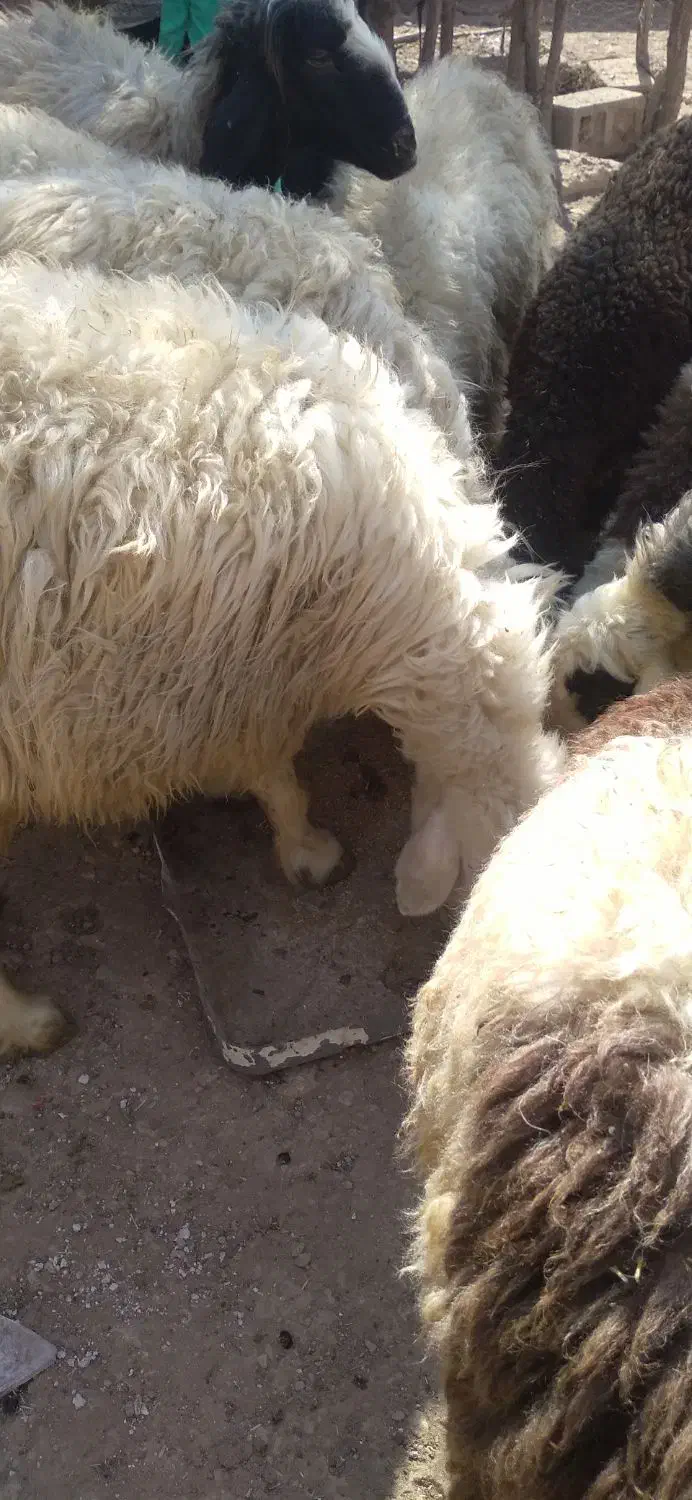 فروش گوسفند|حیوانات مزرعه|لنده, |دیوار