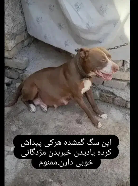 پیتبول. پیت بول مژدگانی یک جفت توله و ۵ تومن|حیوانات|مشهد, شترک|دیوار