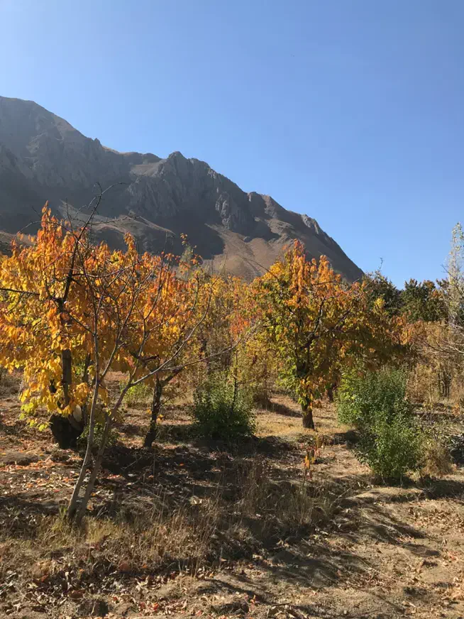 فروش۲۲۰۰ مترباغ جاده چالوس|فروش دفتر صنعتی، کشاورزی، تجاری|آسارا, |دیوار