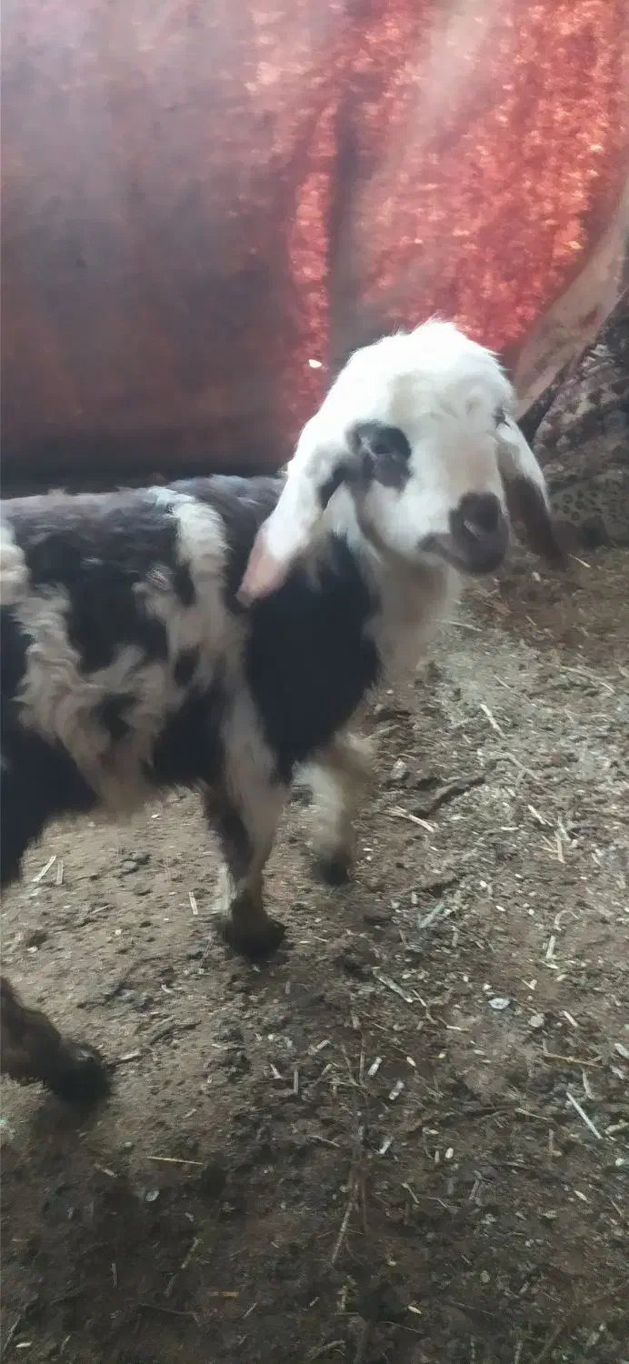 یک عدد بره شیری ماده خوش رنگ|حیوانات مزرعه|شوش, |دیوار