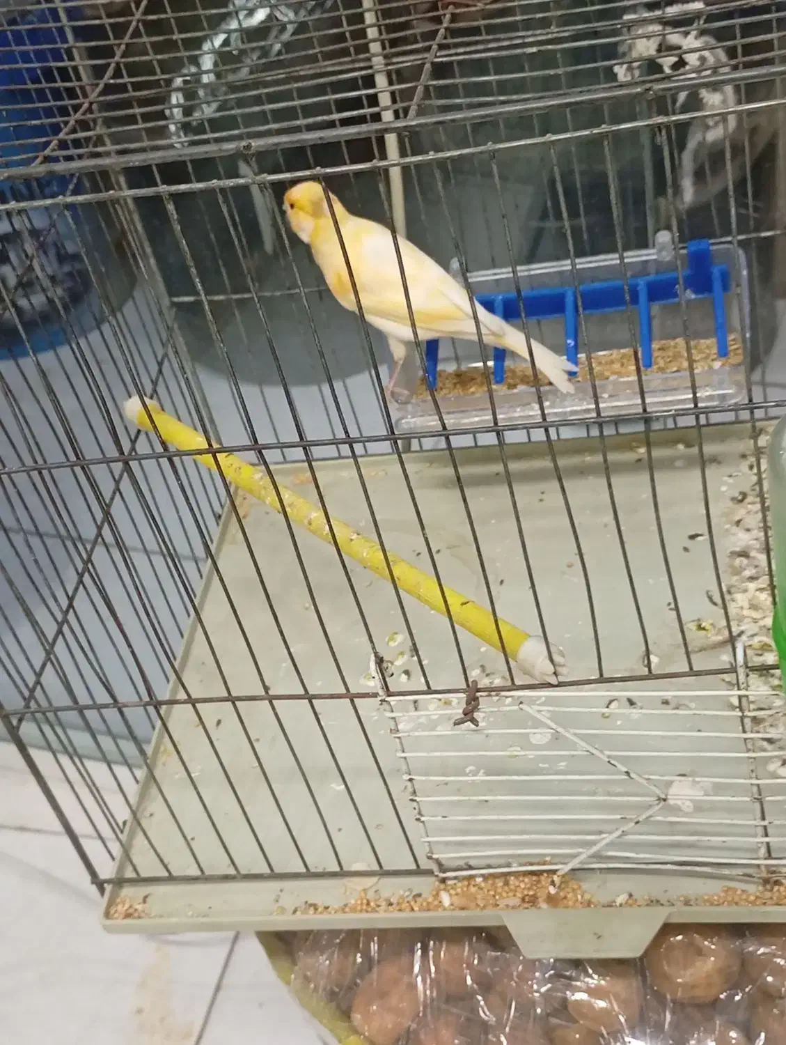 قناری|پرنده|شوشتر, |دیوار