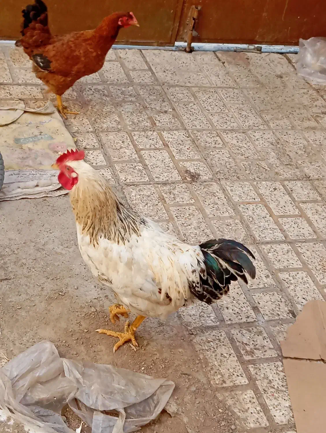 مرغ و خروس خانگی|حیوانات مزرعه|مشهد, شهید شهریاری|دیوار