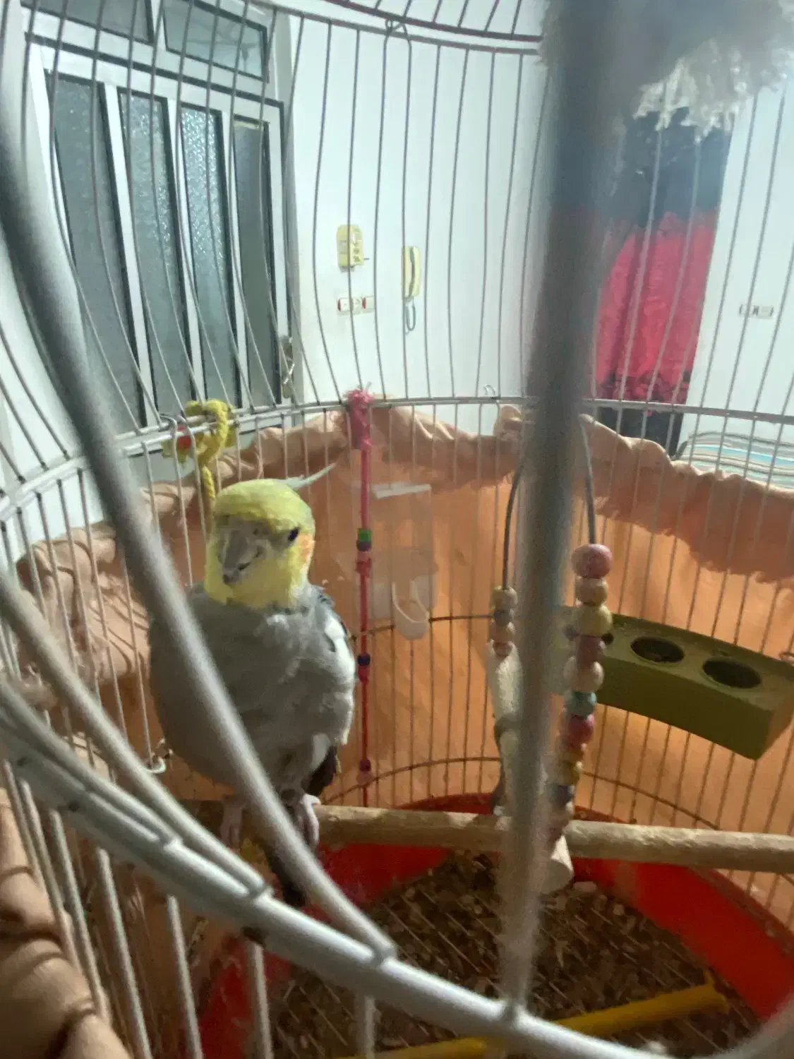 طوطی عروس|پرنده|فرح آباد, |دیوار