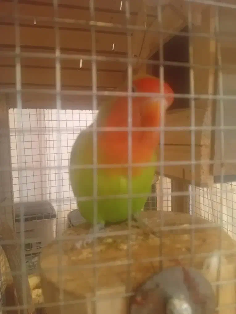 پرنده|پرنده|تهران, حافظیه|دیوار