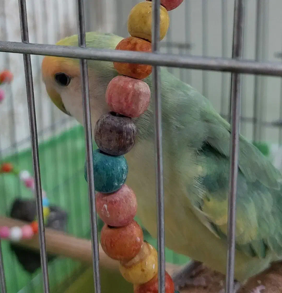 طوطی برزیلی|پرنده|اسلام‌‌آباد غرب, |دیوار