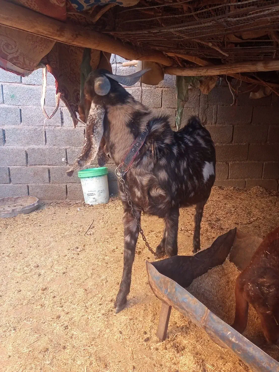 بز (پاکستانی)|حیوانات مزرعه|رفسنجان, |دیوار