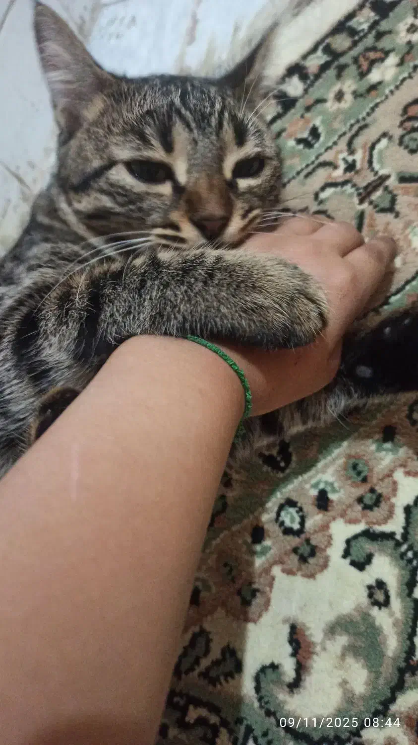 گربه ملوس|گربه|اسلامشهر, مطهری|دیوار