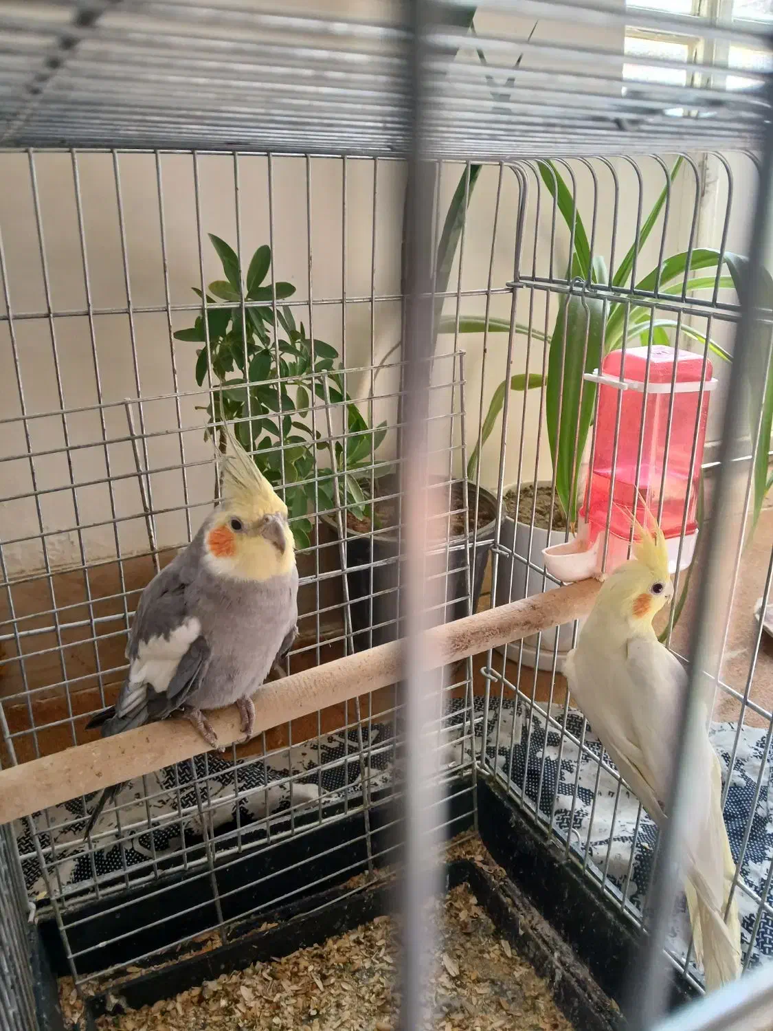 یک جفت عروس هلندی به فروش می رسد|پرنده|کازرون, |دیوار