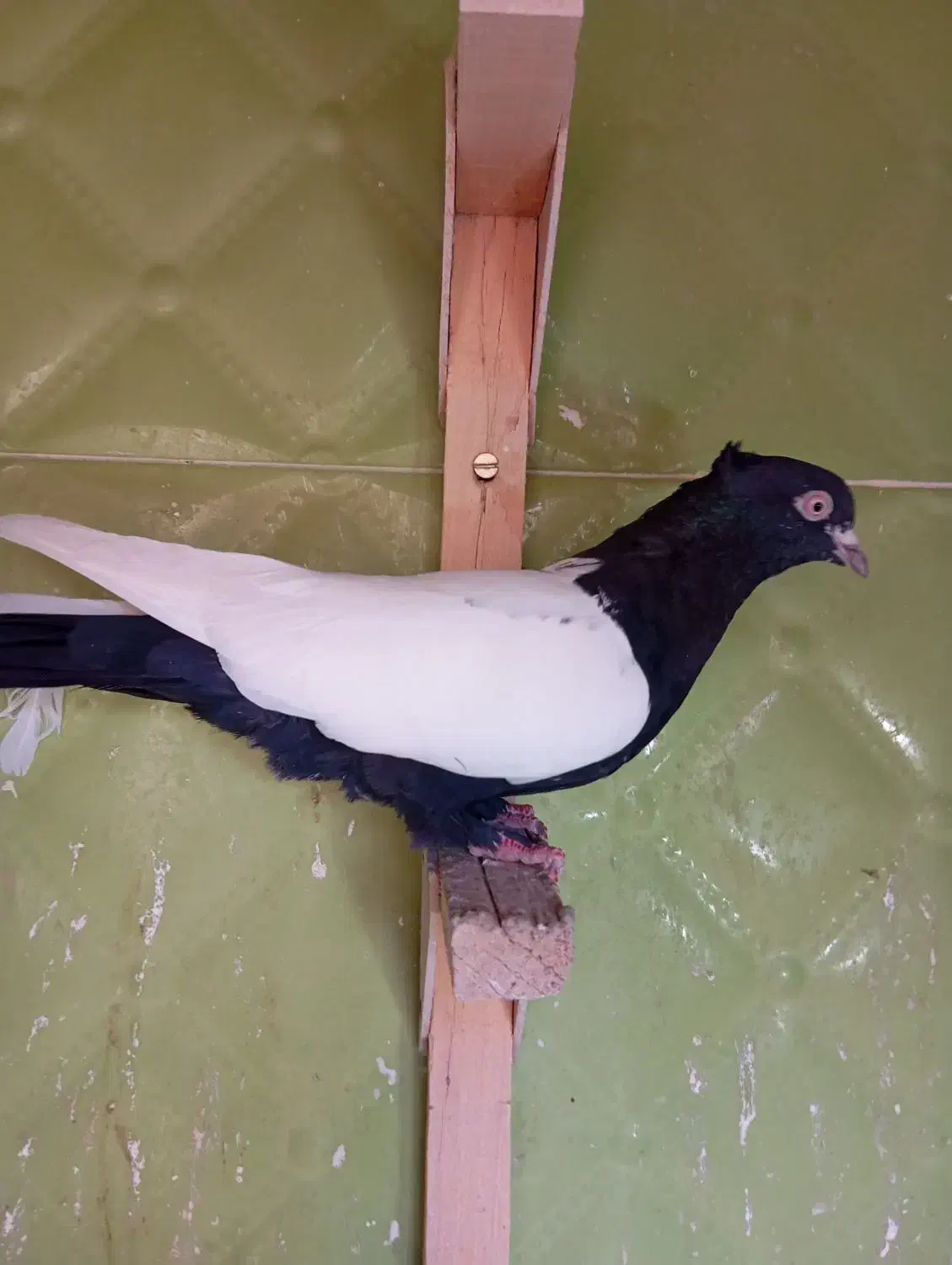 پرنده خوب|پرنده|شیراز, محراب|دیوار