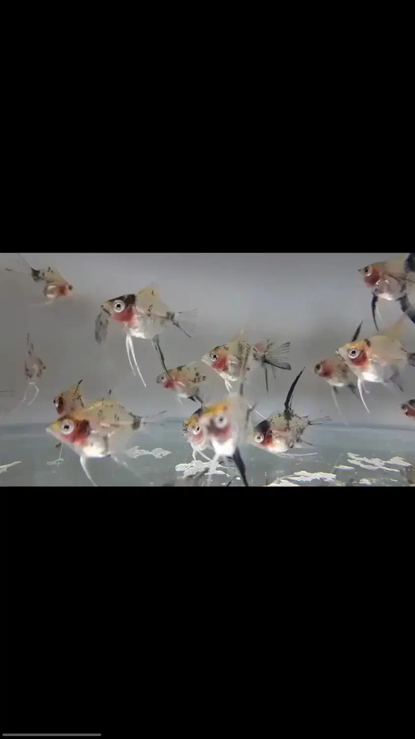 آنجل کوی ماربل ریز|ماهی|قم, نوقطار|دیوار