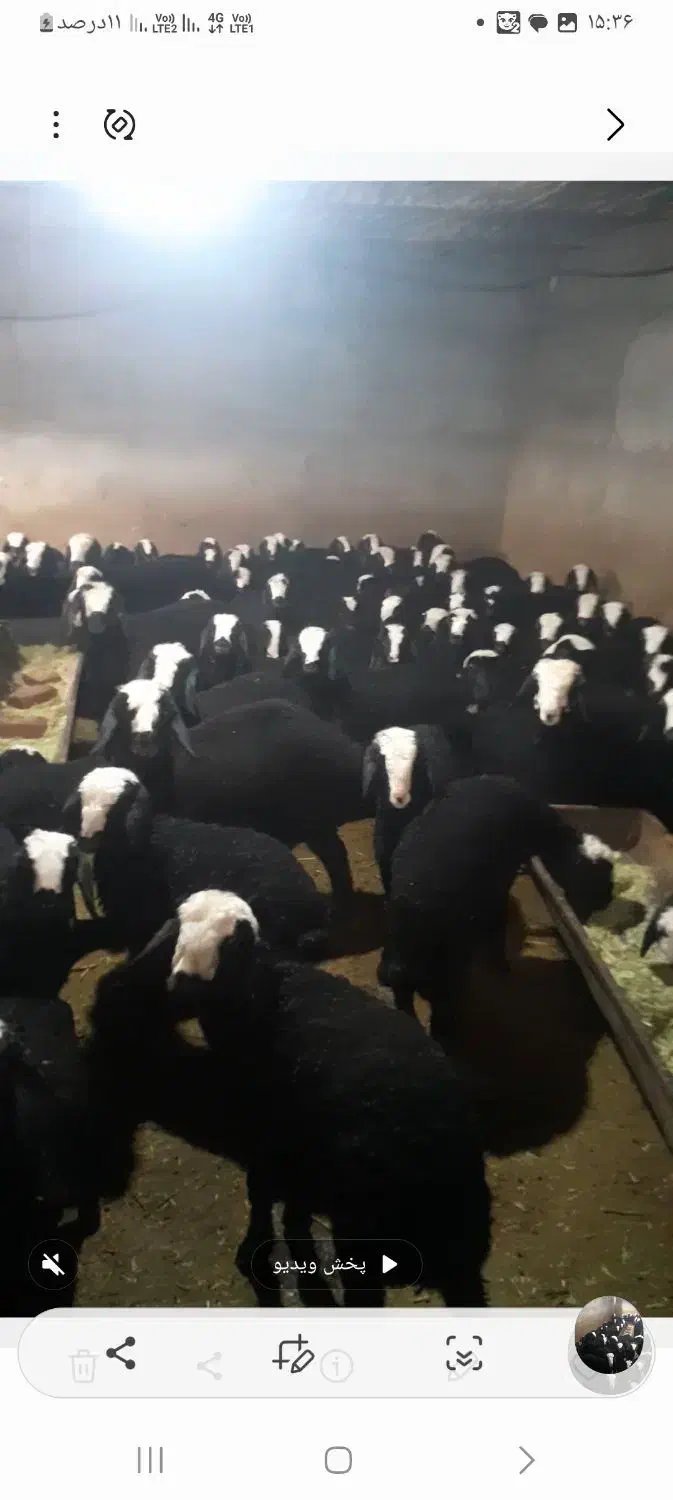 تعداد 100راس شیشک میش های اصیل شال بره دار|حیوانات مزرعه|قزوین, |دیوار