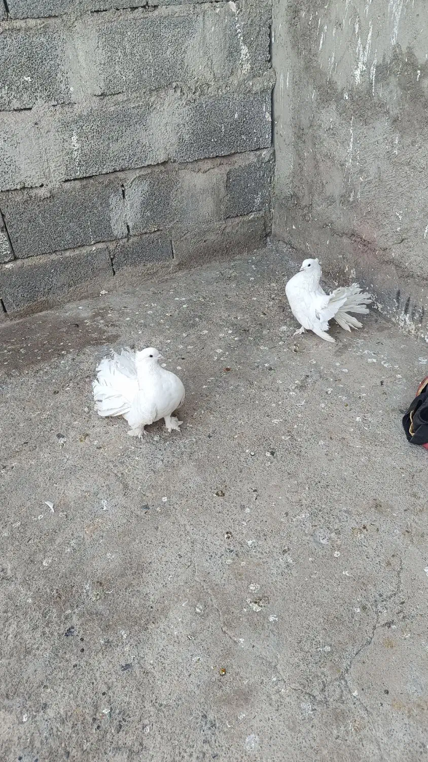 دم چطری|پرنده|جیرفت, |دیوار