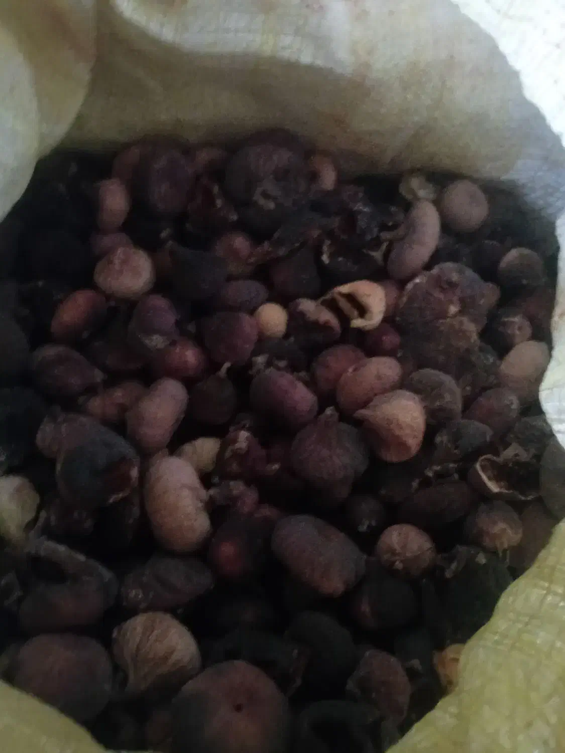 انجیر خشک سیاه|خوردنی و آشامیدنی|شیراز, شاهچراغ|دیوار