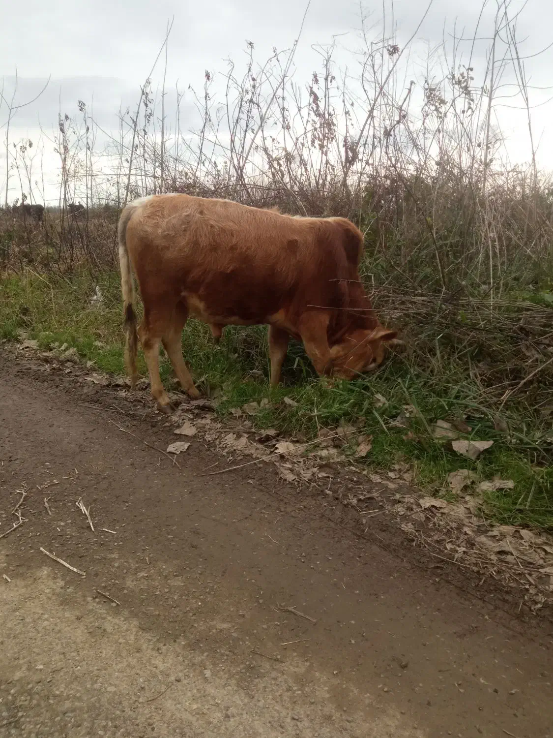 گاوورزا|حیوانات مزرعه|شفت, |دیوار