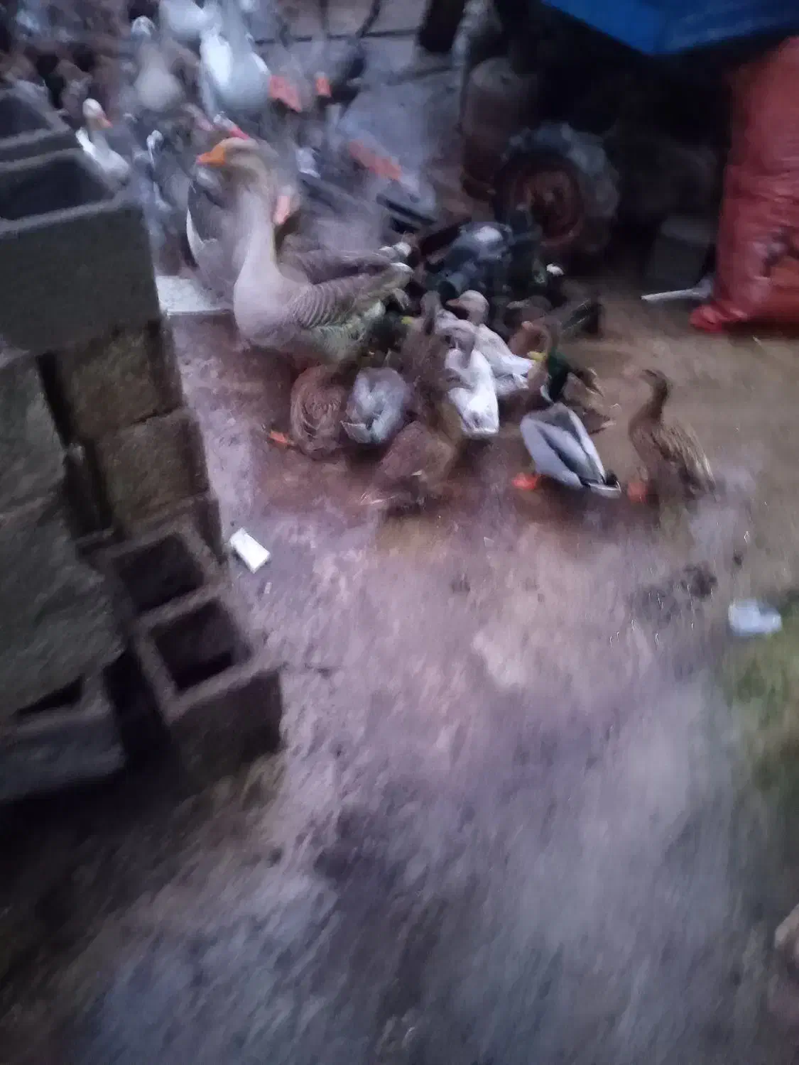 اردک پروازی|حیوانات مزرعه|رشت, پورسینا|دیوار