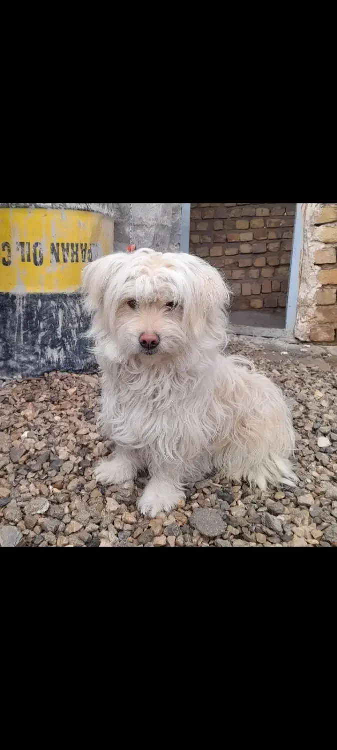 معاوضه با مرغ و خروس و مرغ مینا|سگ|پادنا علیا, |دیوار