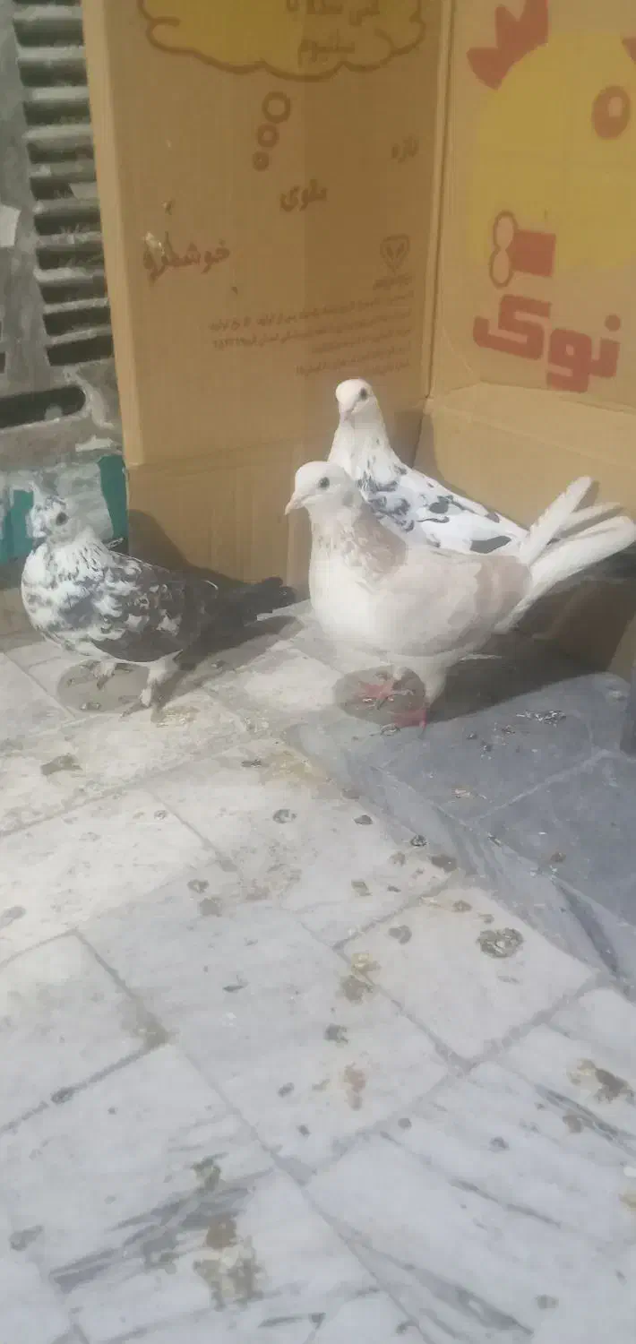 کبوتر پرشی|پرنده|قم, ولیعصر|دیوار