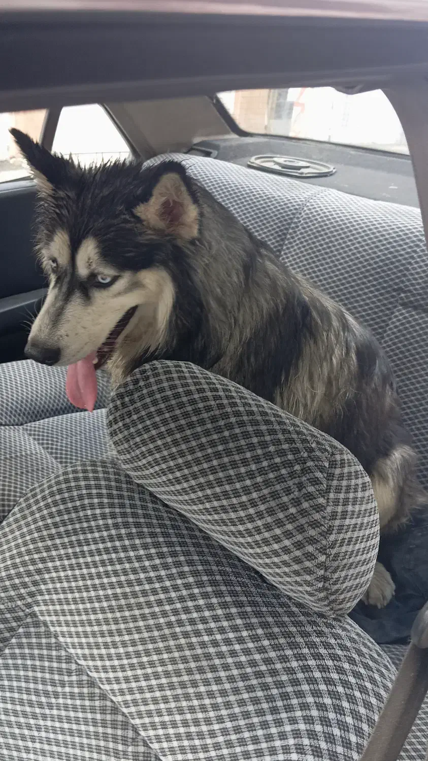 سگ هاسگی مالاموت|سگ|رشت, یخسازی|دیوار